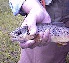 Brown trout