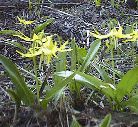 Glacier lilies