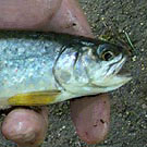 Brook trout