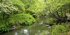 Downstream Yugawa River