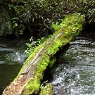 Fallen tree