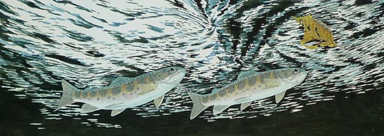 Swimming trout