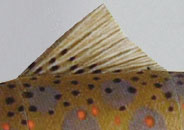 Amago's Dorsal Fin