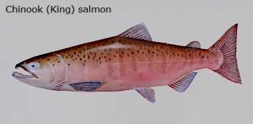 Finished Chinook salmon Paper craft