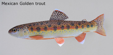 Finished Mexican Golden trout Paper Craft