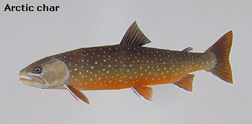 Finished Arctic char Paper Craft