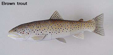 Finished Brown Trout Paper Craft