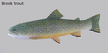Finished Brook trout Paper Craft