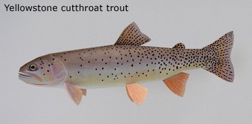 Finished Yellowstone Cutthroat trout Paper Craft