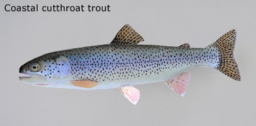 Finished Coastal cutthroat trout Paper Craft