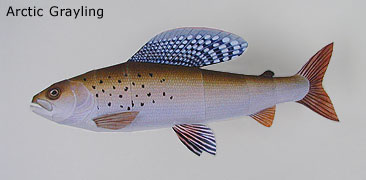Finished Arctic Grayling Paper Craft