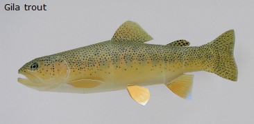 Finished Gila trout Paper Craft