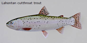 Finished Lahontan cutthroat trout Paper Craft