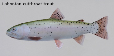 Finished Lahontan cutthroat trout Paper Craft