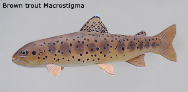 Finished Brown Trout Macrostigma Paper Craft