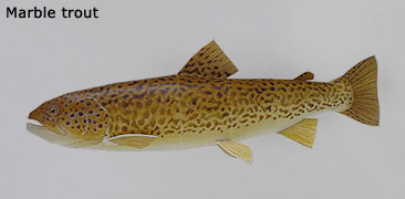 Finished Marble trout Paper Craft