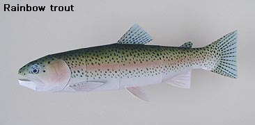 Finished Rainbow trout Paper Craft