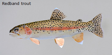 Finished Redband trout Paper Craft