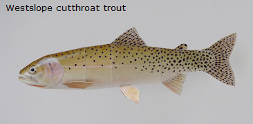 Finished Westslope cutthroat trout Paper Craft