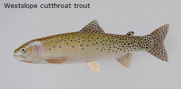 Finished Westslope cutthroat trout Paper Craft