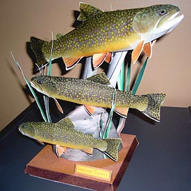 A trio of  Brook Trout