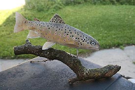 Display Stand of Brown Trout Fario