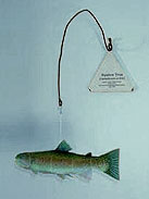 Display Stand of Rainbow Trout 2