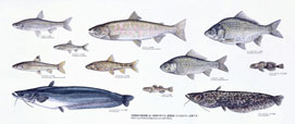 琵琶湖の固有種 Indigenous Species of Lake Biwa