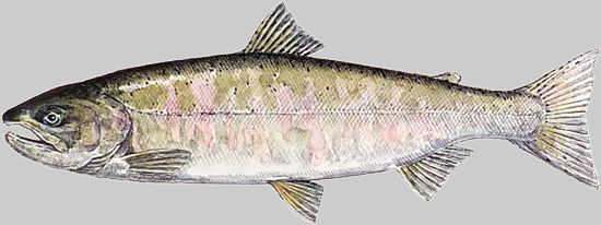 Biwamasu (Biwa salmon)
