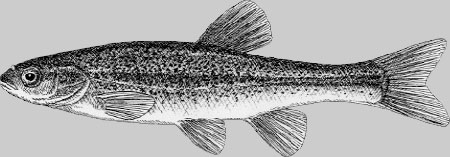 Aburahaya (Amur minnow)