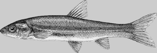 Ugui (Japanese dace)