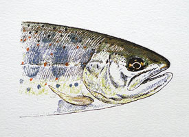 japanese trout amago