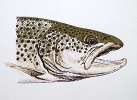 brown trout