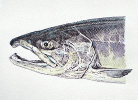 chum salmon