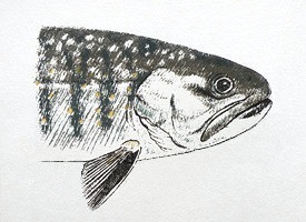 japanese char iwana