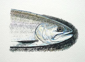 kokanee