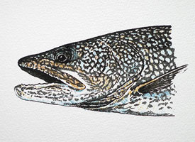 lake trout