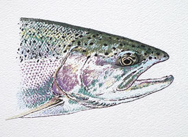 rainbow trout