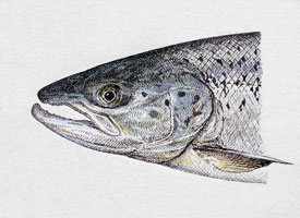 Atlantic salmon