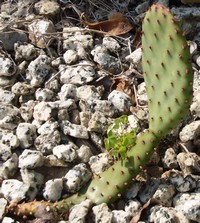 ５月に植え付けた時の赤烏帽子