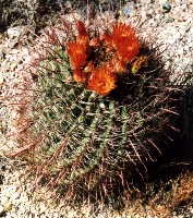 アリゾナに自生する玉サボテン。フェロカクタス属の１種？