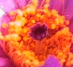 菫丸の紫色の雌しべ
