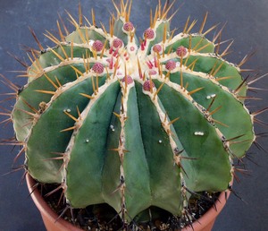 刈穂玉 地植え フェロカクタス ferocactus サボテン cactus