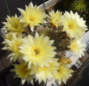 満開の花を付けたプセウドロビビア属・黄裳丸