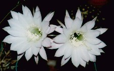 短毛丸の白い花