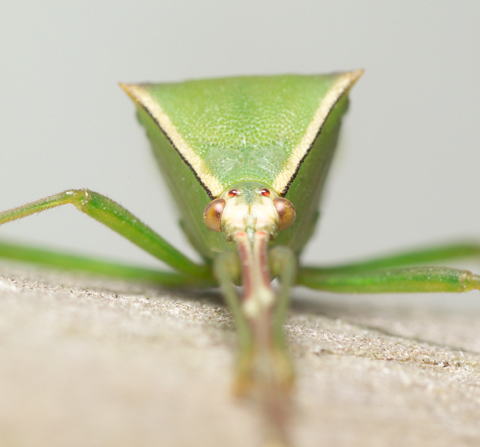 オオクモヘリカメムシ