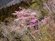 �R���͉Ԑ���