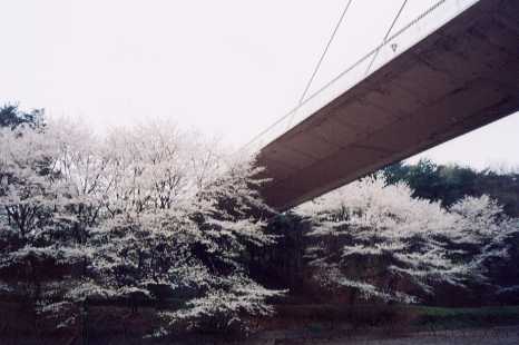 ��N�J�����̍�