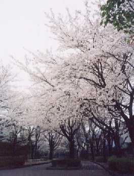 ��N�J�����̍�