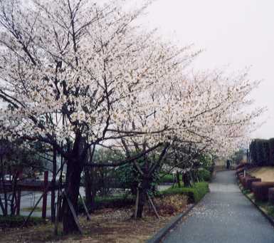 ��N�J�����̍�